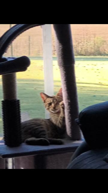 @Pickles the cat