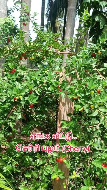 @vkr vinoth