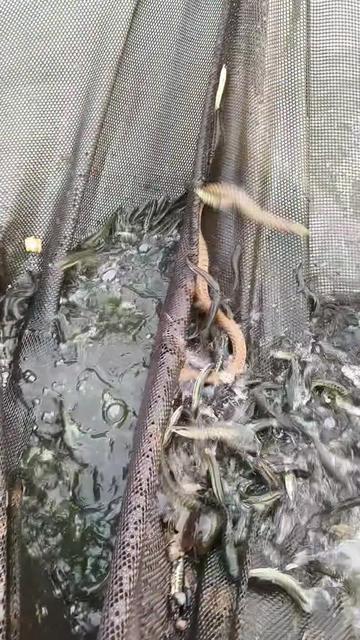 @C&aacute; Chuối Hoa