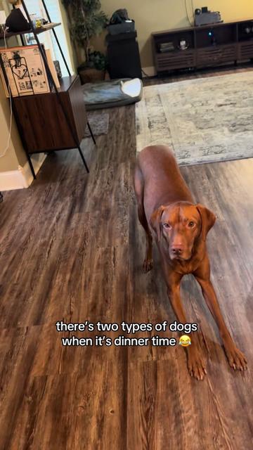 @Tycho the vizsla