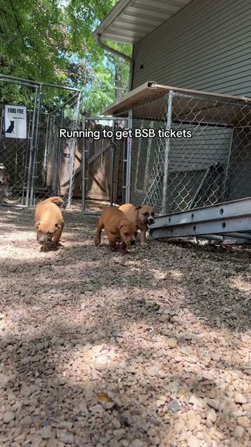 @sftsanimalrescue
