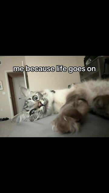 @Ricky and Lucy 🐈⬛
