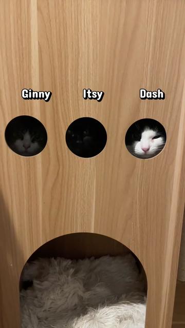 @Are We Home Yet? Cat Sanctuary