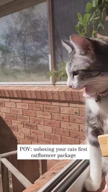 @CAT by Dr Lisa