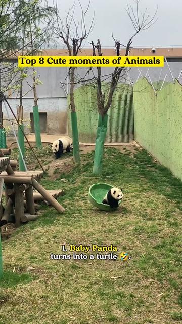 @Animal tok 🐅🦁🦊