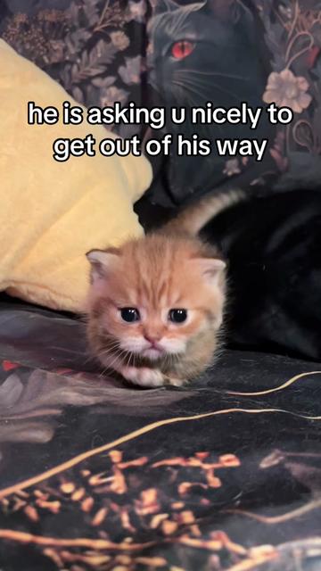 @honey butter chicken biscuit