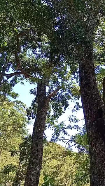 @wilson