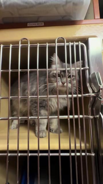 @Fancy Cats Rescue Team