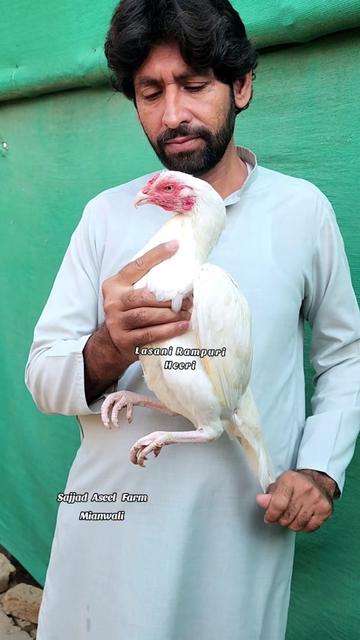@Sajjad Aseel Farm
