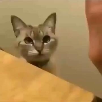@Adamior