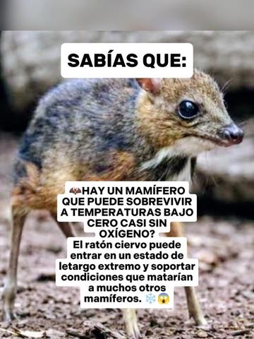 @CLUB DE ANIMALES