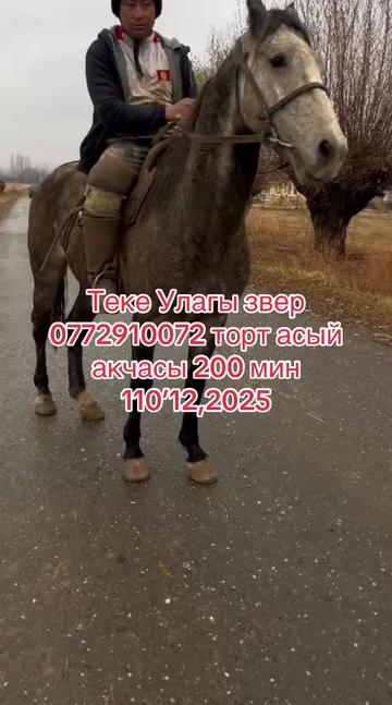 @Oskonbai Tajibaev
