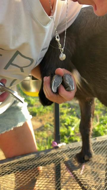 @Heart & Hoof Homestead