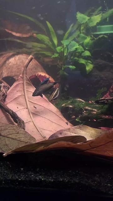 @Schalkx.Aquatics