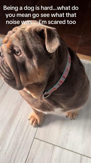 @RawlsTheBulldog