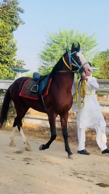 @Ch Hammad bokan ♥️🐎