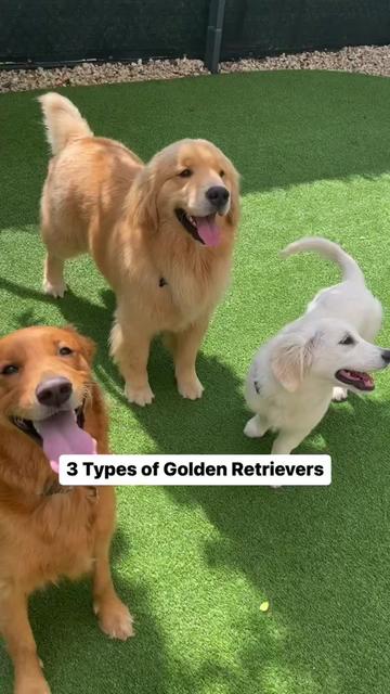 @PetFitness