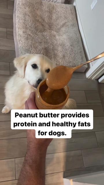 @PetFitness