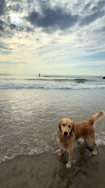 @rigatoni_thegolden