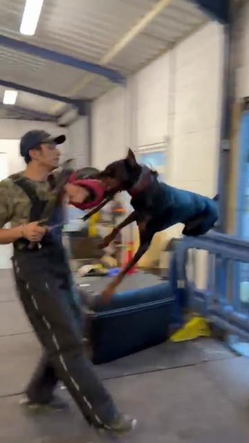 @protectiondobermanns