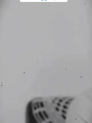 @Sadikh.Diall&oslash;.✍️🇺🇸.🇸🇳.🇬🇲