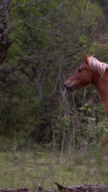 @Horsewoman Trip