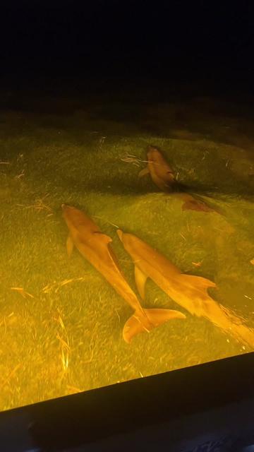 @The Fish Slayer