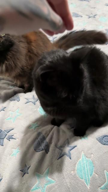 @Teefie_tribe 🐈&zwj;⬛🐈&zwj;⬛🐈🦷🦷