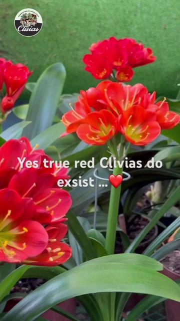@utopiaclivias