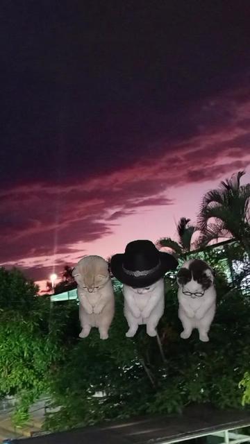 @โฌโ๐๐๐๐๐๐โโฌ
