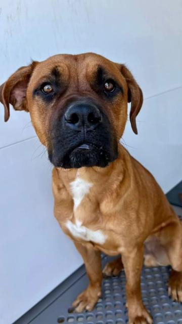 @Cane Corsos