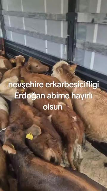 @tekin75aras2