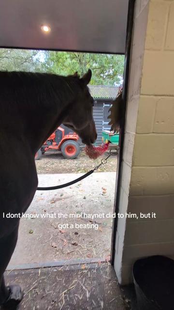 @FiveAnimalsOneHuman