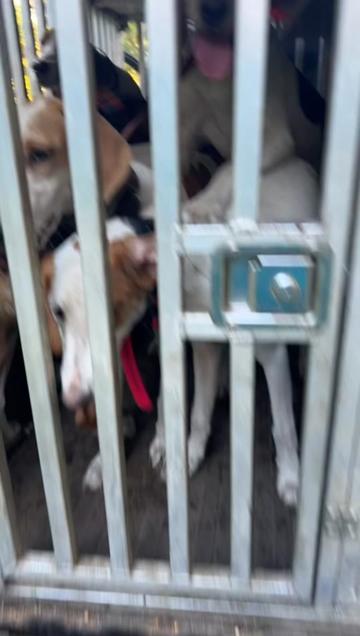 @3DeepKennels