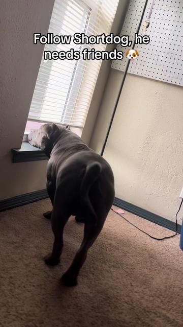 @poohbie2trill&shortdog