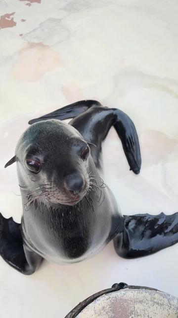 @Seal2028
