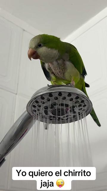 @Charlie🦜