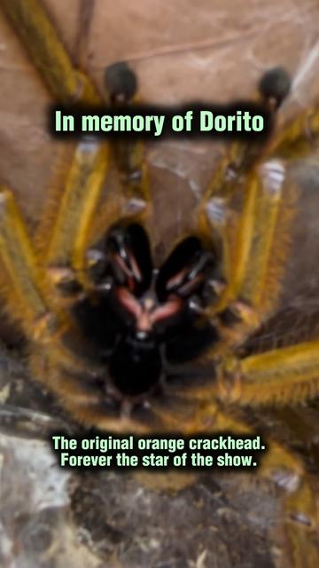 @Spider Conservatory