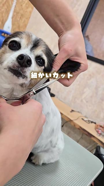 @Svans(スバンス)|トリマー向けシザー&バリカン専門
