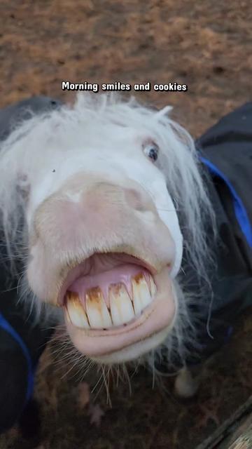 @minihorsemomandtrainer🐴🐴🐴🐴