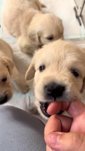 @Ateam Goldens