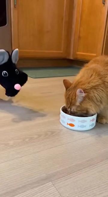 @Purrfect Moments