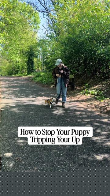 @Amelia the Dog Trainer