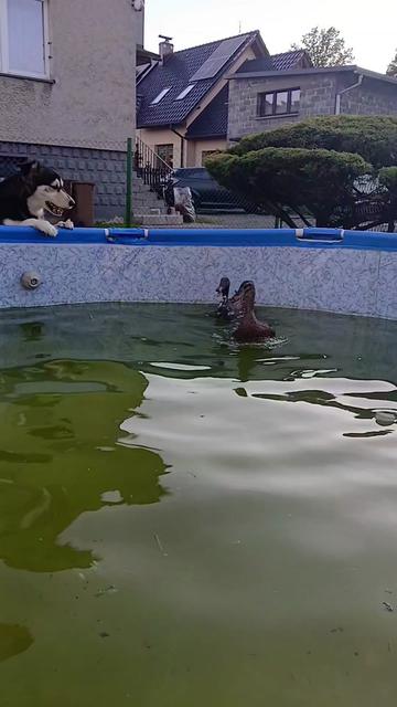 @Kaczogród u Milki🦆🦆🦆🦆