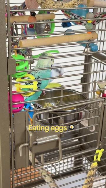 @The budgie trio