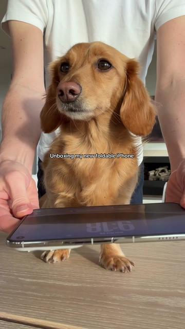 @cashewdachshund