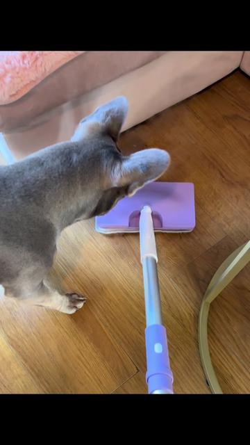 @Diablo the frenchie