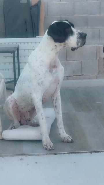 @720ChaparritaDeChihuahua303