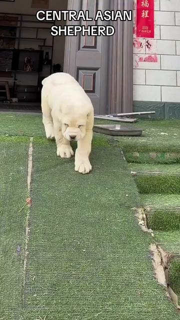 @Ultimate Puppies