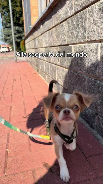 @Eleonora Moro